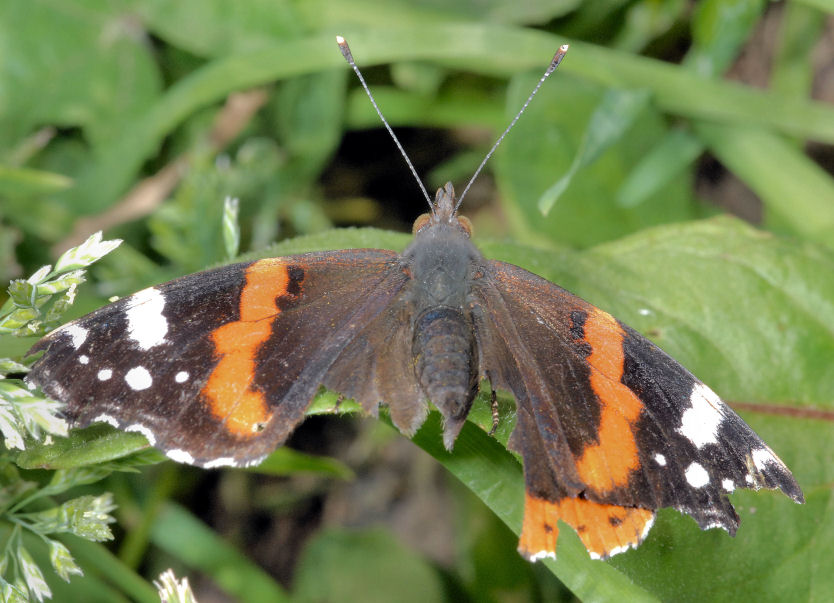 Vanessa atalanta?